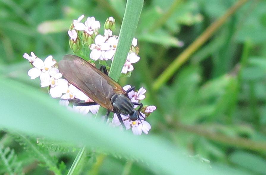 Dittero? da ID